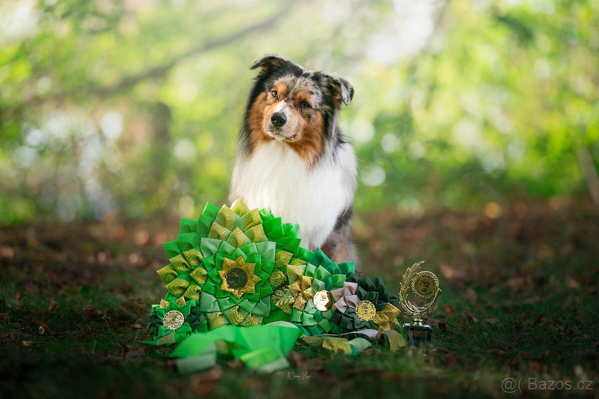 Australský ovčák - krytí chovným psem - 7