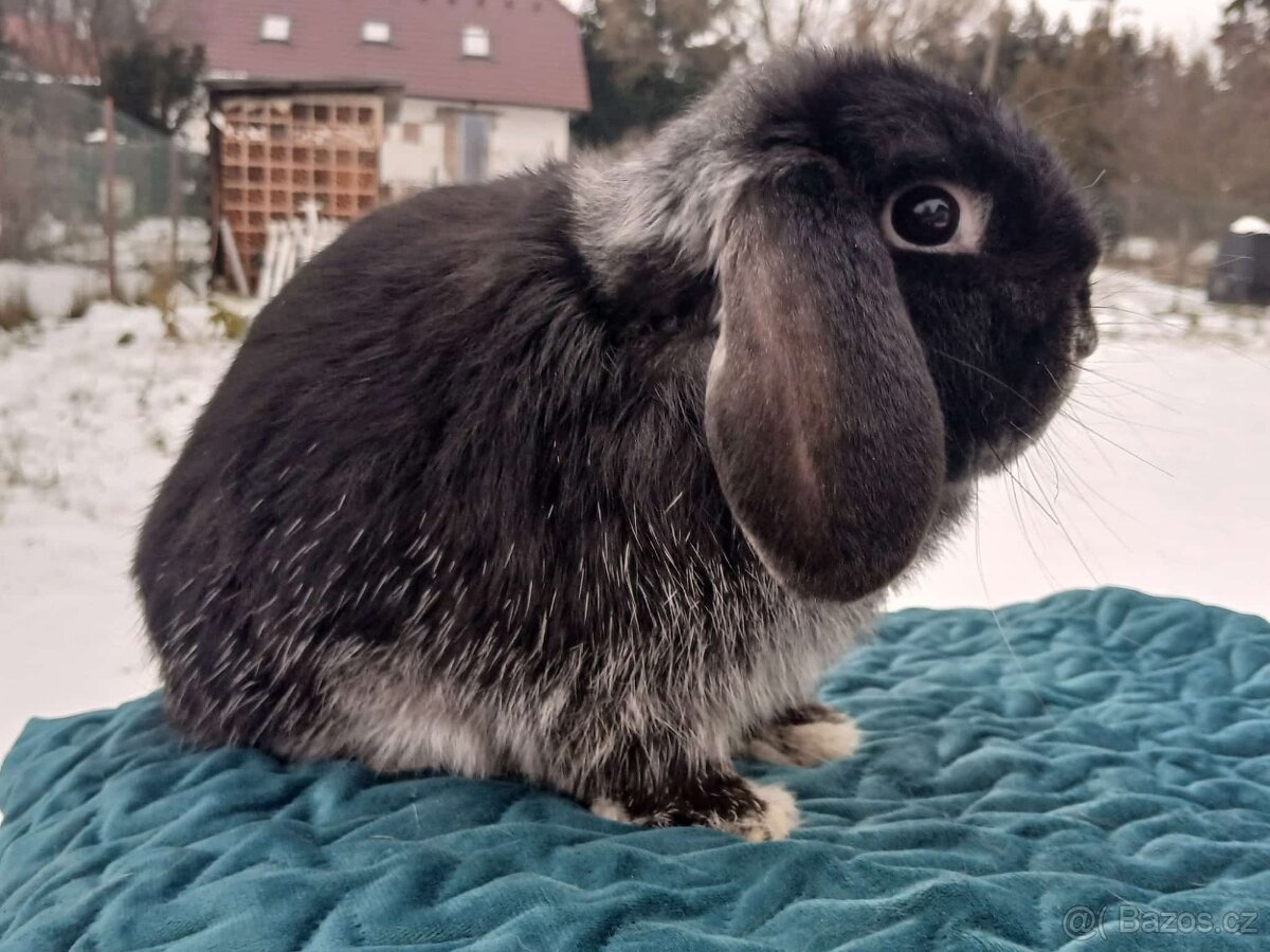 Volný Sameček - Anglický Zakrslý Beránek MiniLop🍑🧡🤍 - 7