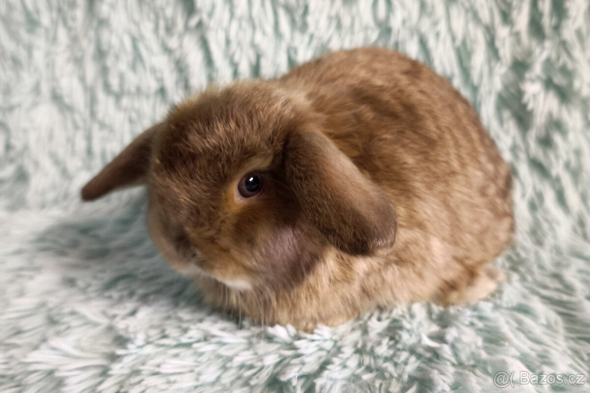 ⭐️ Vánoční ⭐️ Zakrslí beránci 🍀⭐️🍀 - 7