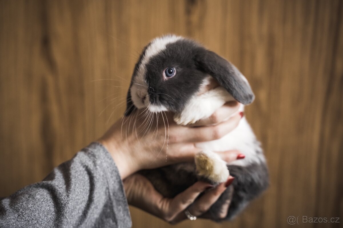 Zakrslý králík - minilop - 7