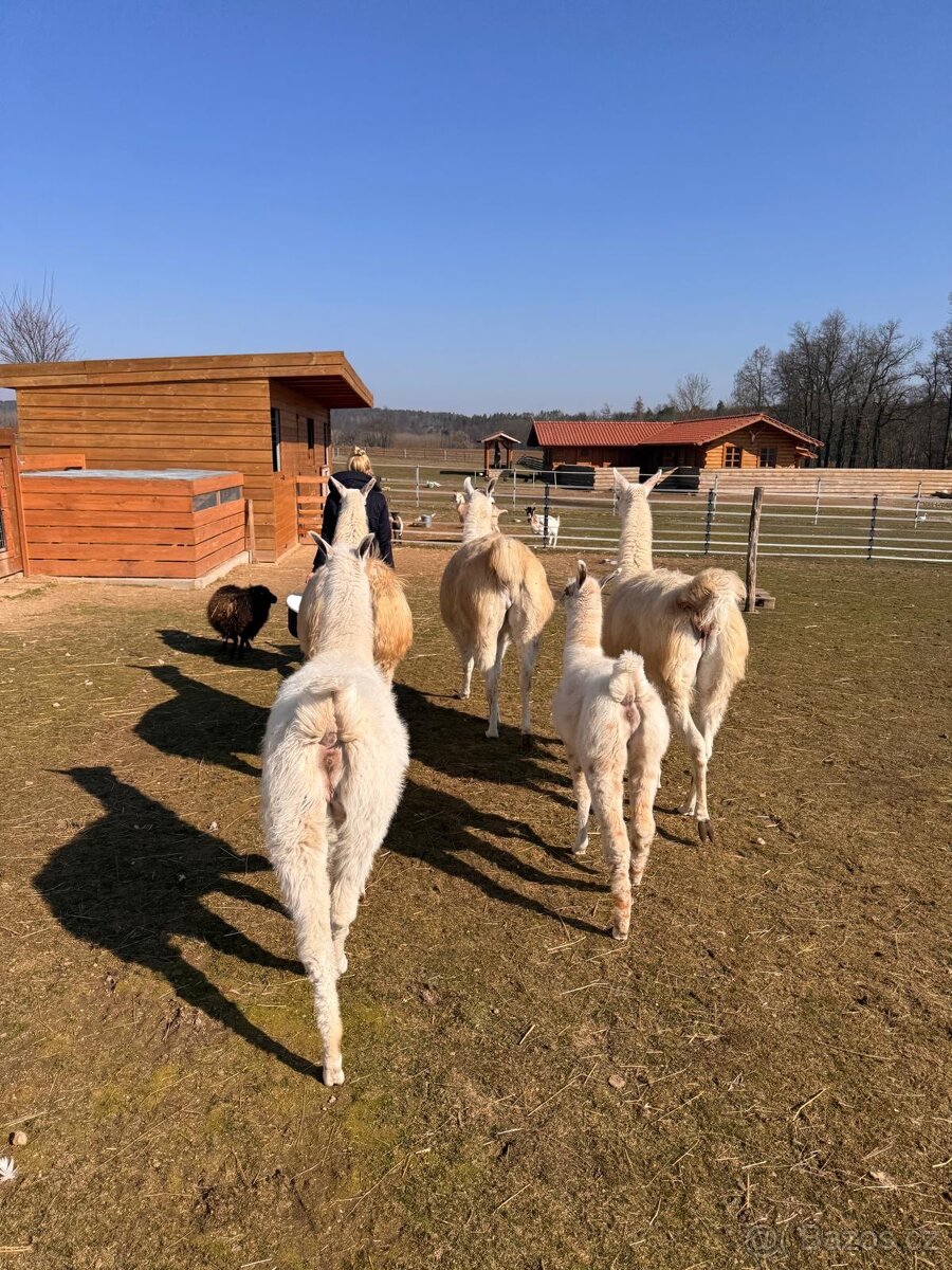 Prodám lamu krotkou, ochočený, kontaktní - 7
