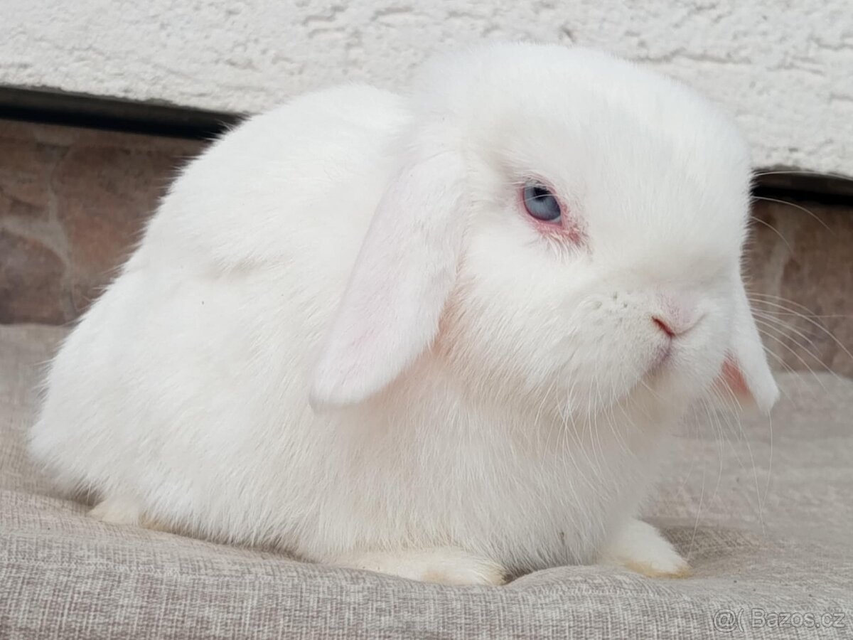 Volný Sameček - Anglický Zakrslý Beránek MiniLop🍑🧡🤍 - 7