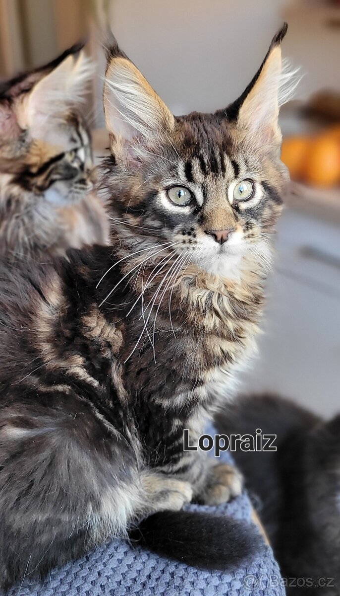 Mainská mývalí koťátka s PP - 7