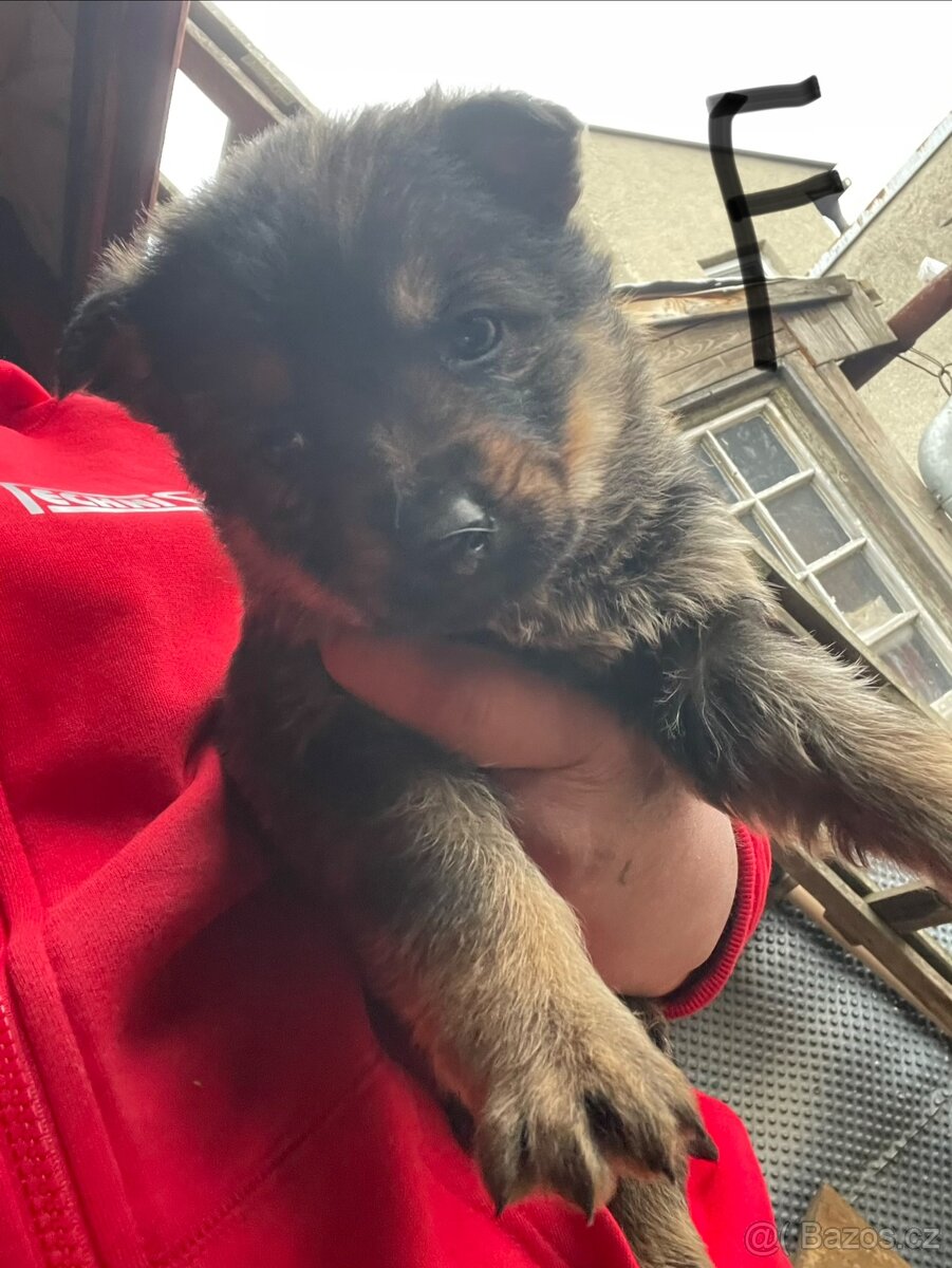Inzerát – štěňata německého ovčáka - 7