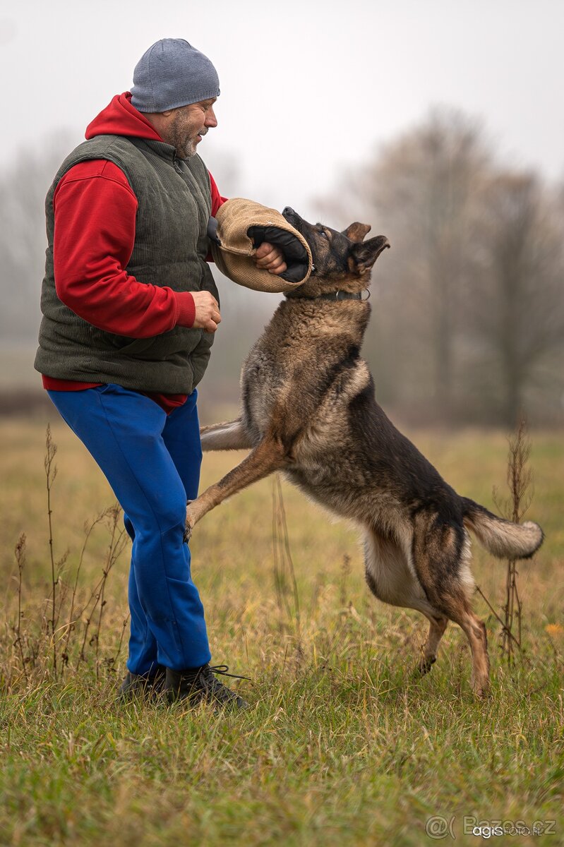 Německý ovčák štěňata s PP, work line, - 7
