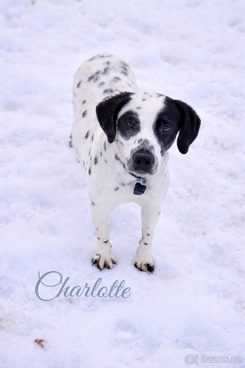 🤍Dalmatín🖤 - 7