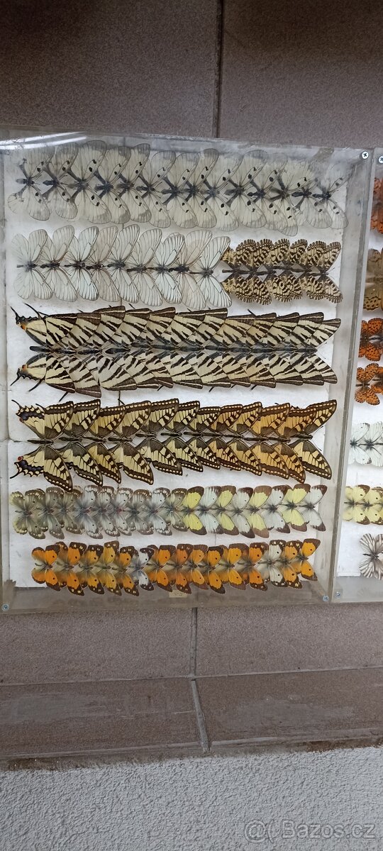 Prodám velikou sbírku motýlů - 7