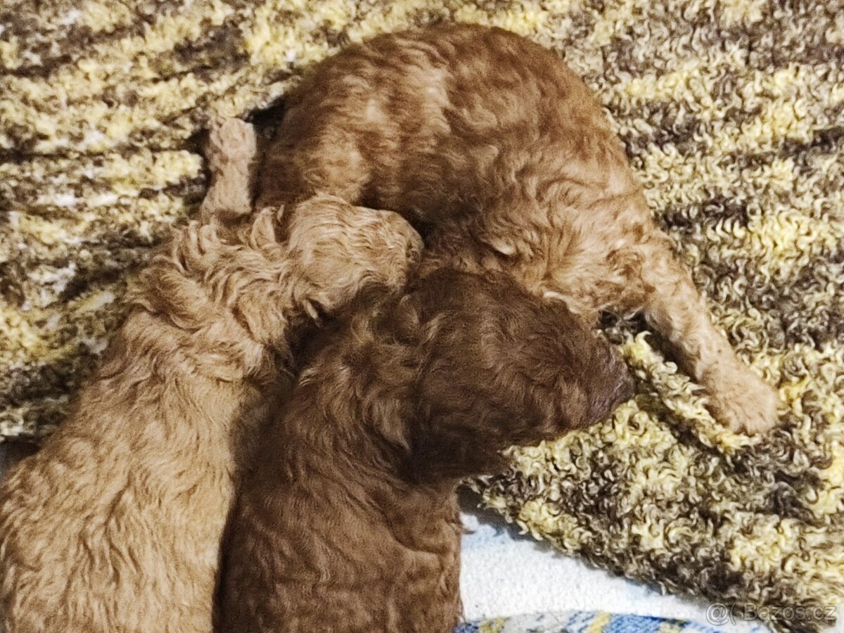 Pudl trpasličí s P.P. - 7