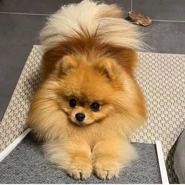 pomeranian boo - 7