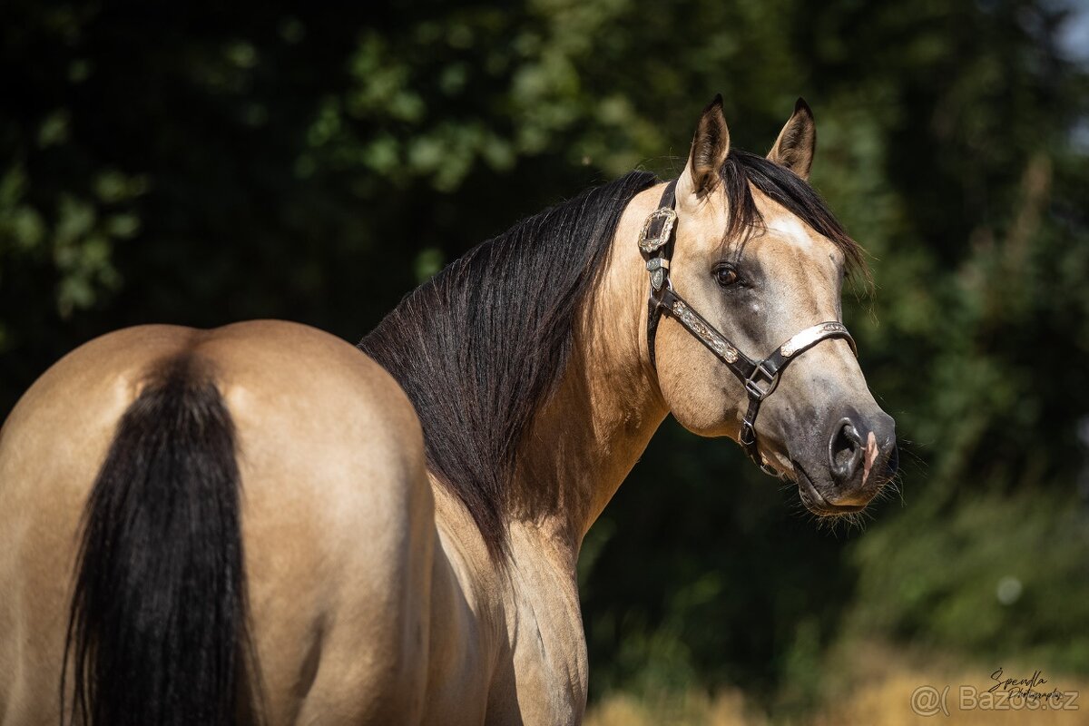Připouštění QH hřebcem 7 panel N/N - 7