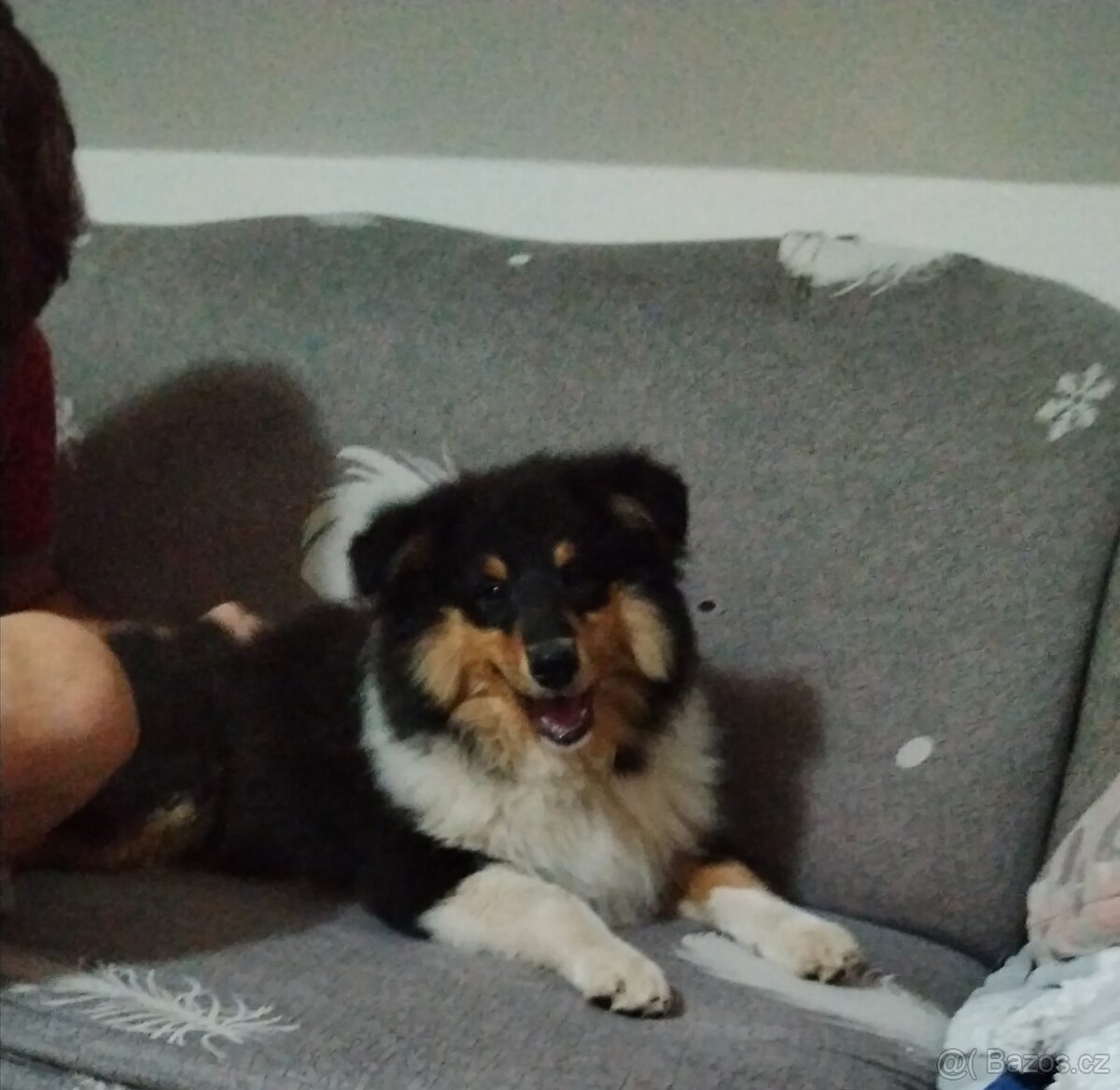 dlouhosrsté kolie s PP - Poslední volný pejsek - 7