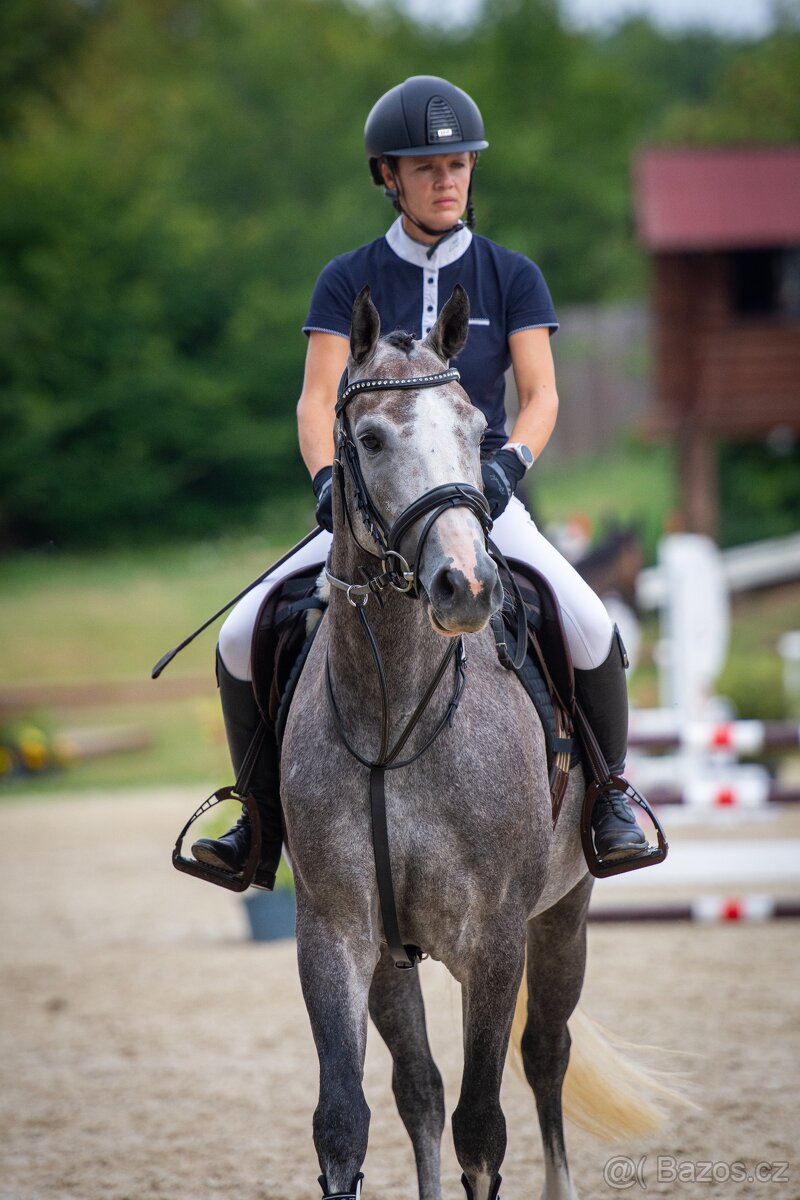 6ti letá klisna po Heartbreak - 7