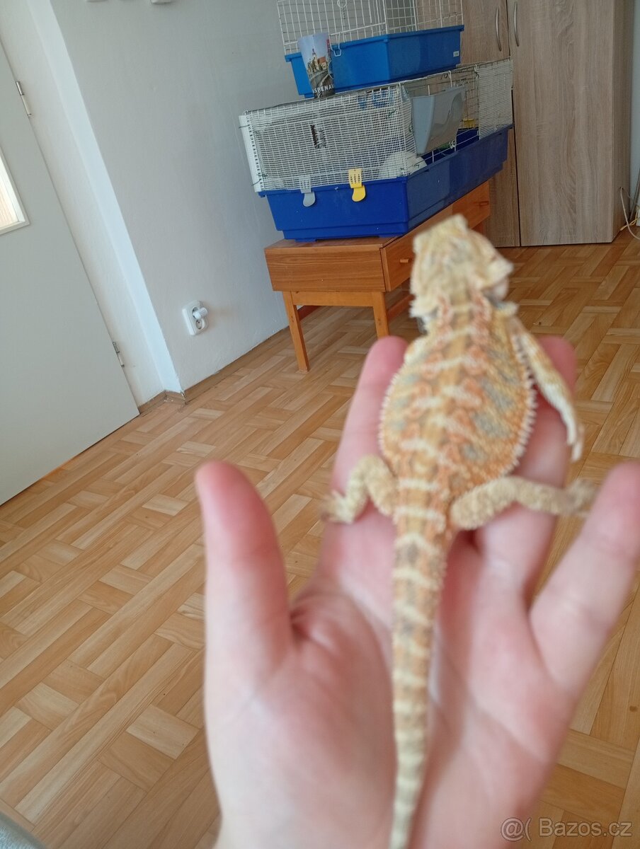 Prodám terárium+agamy vousate - 7
