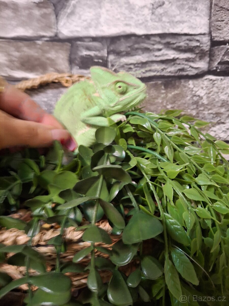 chameleon jemenský - 7