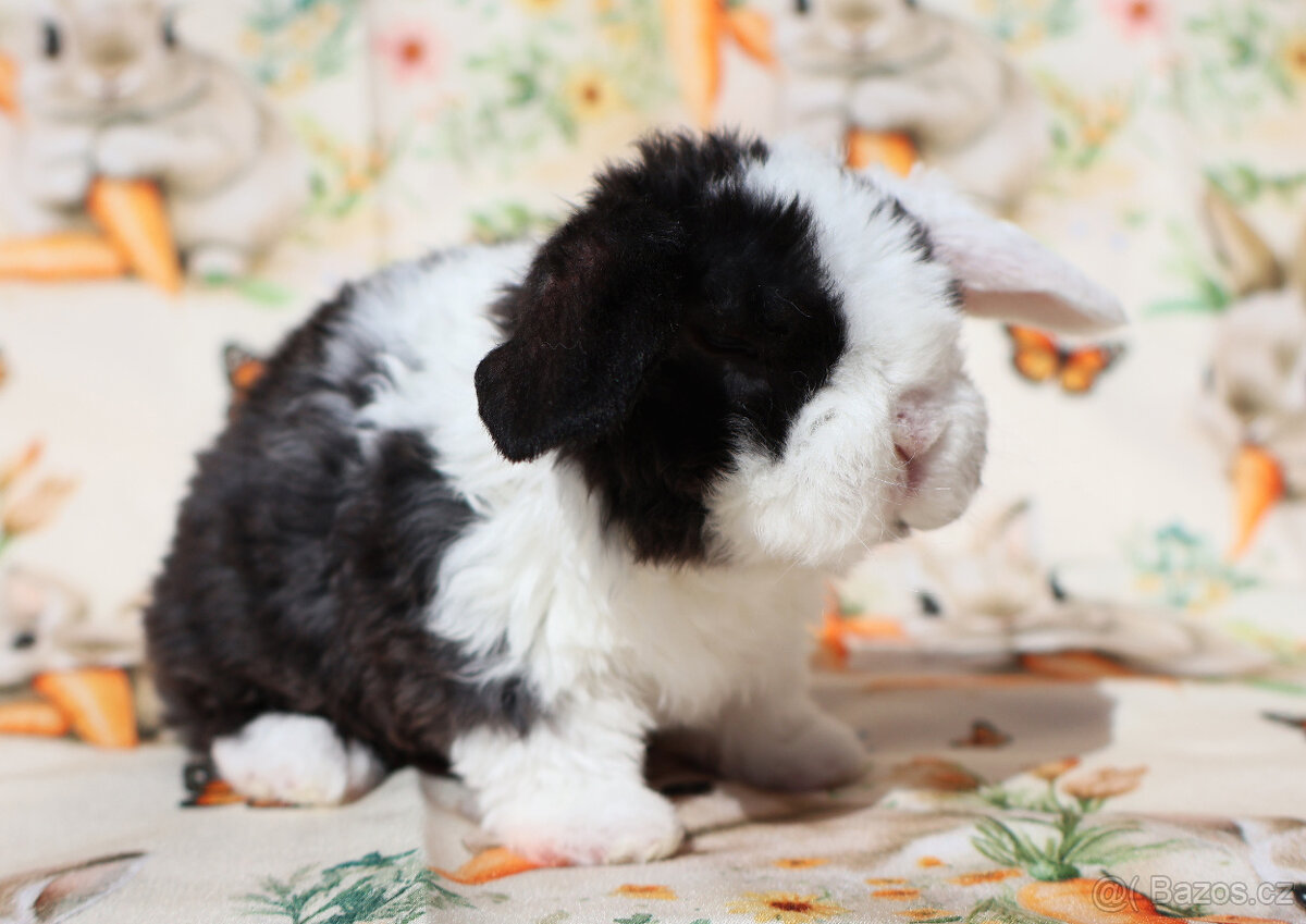 Zakrslí rex beránci . - 7