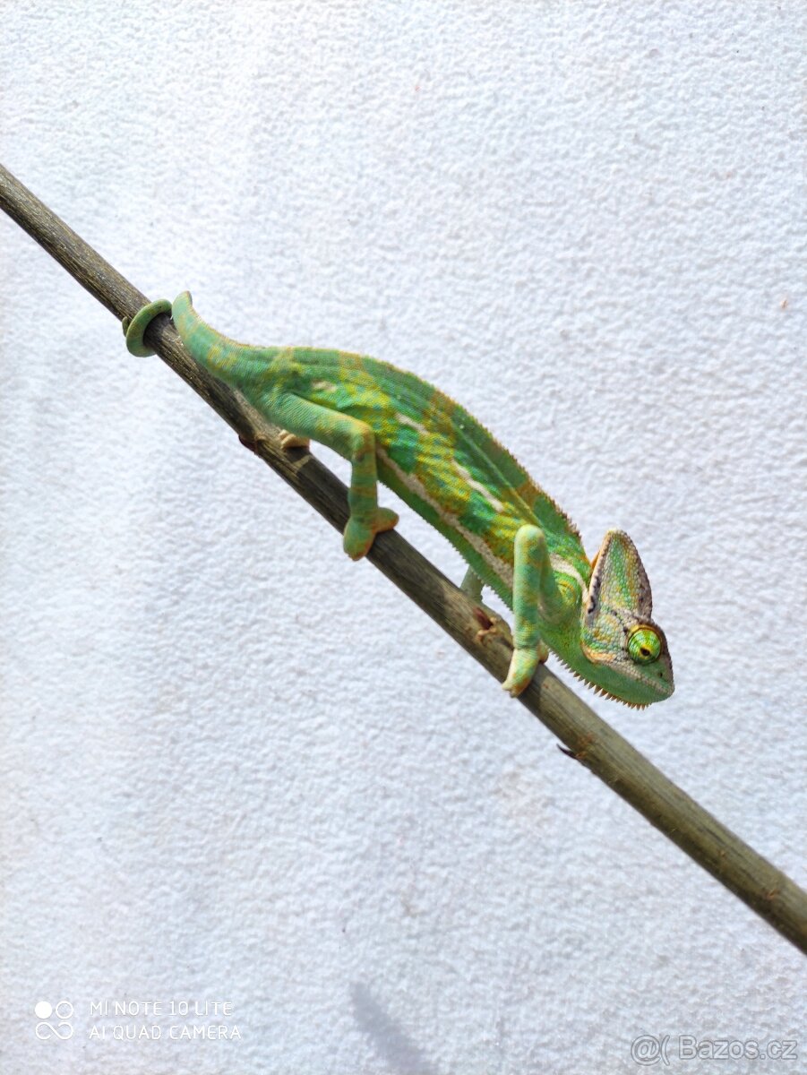 chameleon jemenský, terárium - 7