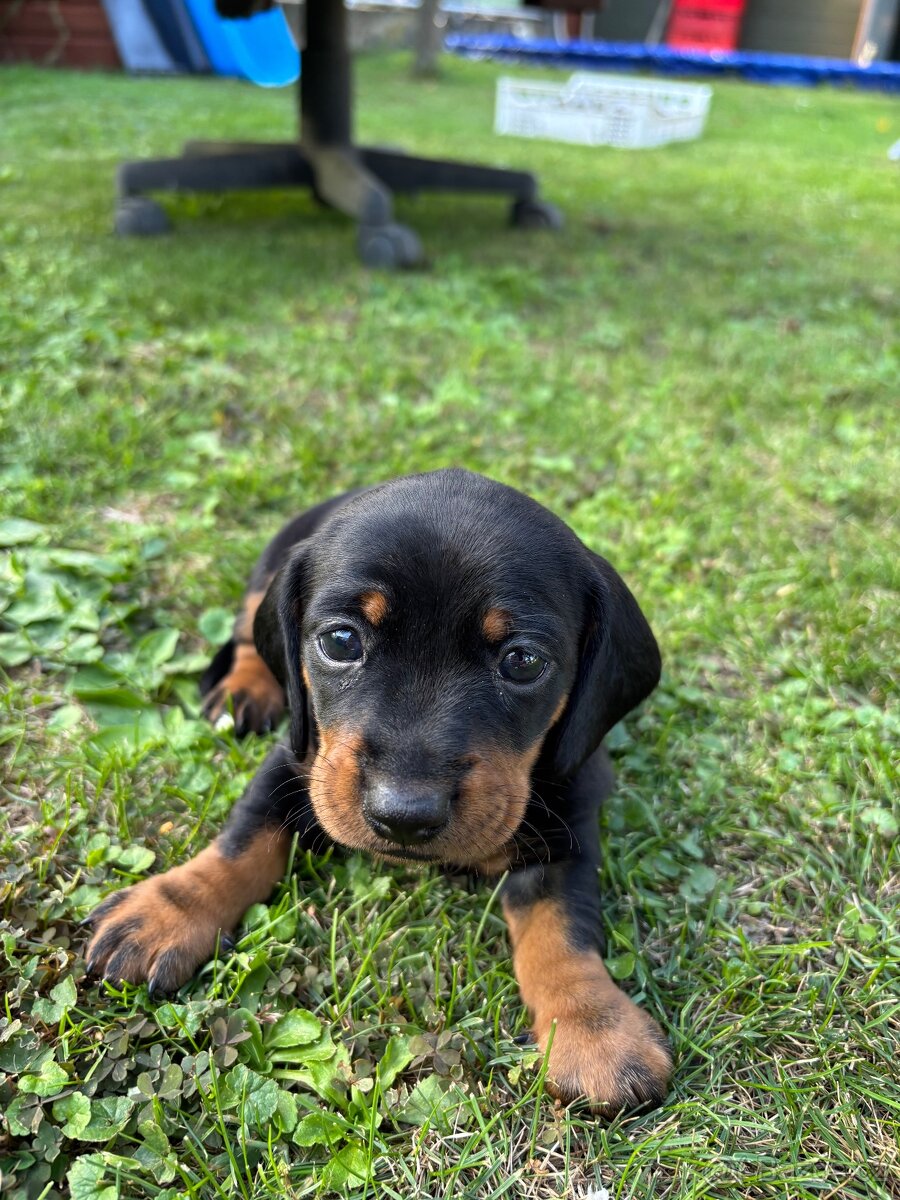 Štěňata krátkosrstého jezevčíka - 7