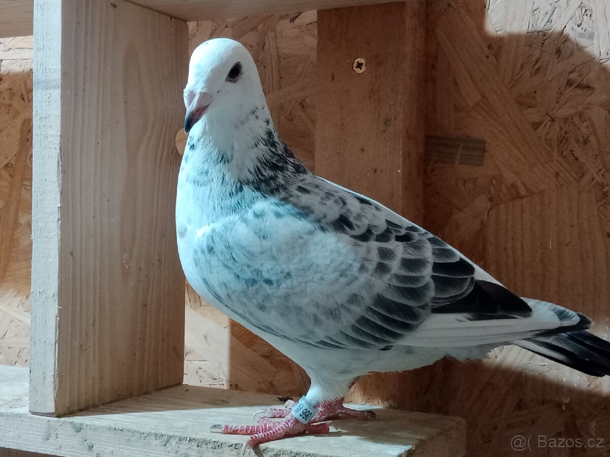 Poštovní holub standart - 7