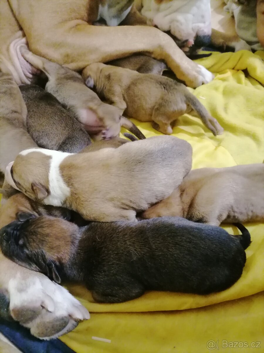 Americký stafordšírský teriér - 7