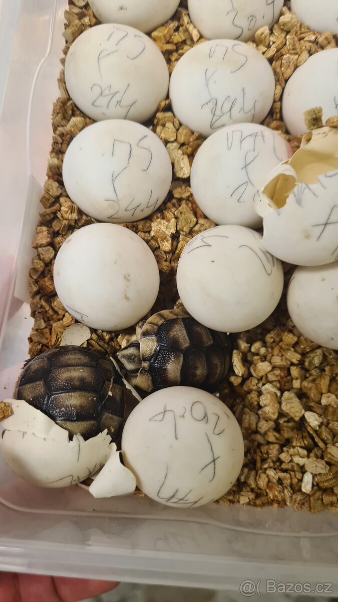 Suchozemské želvy - vlastní odchovy - 7