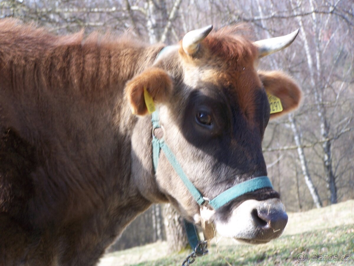 Kráva 100% Jersey - 7