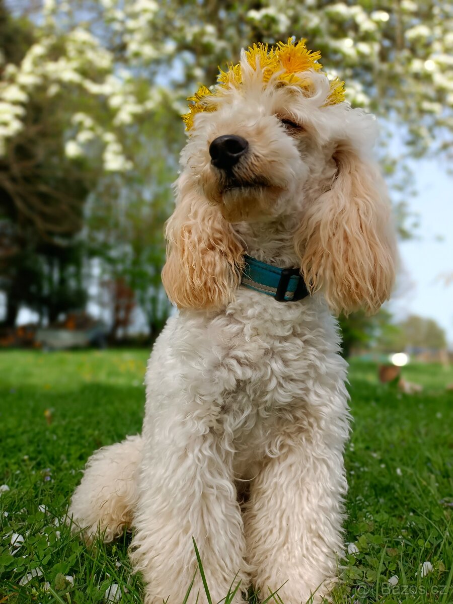 Pudl trpasličí - 7