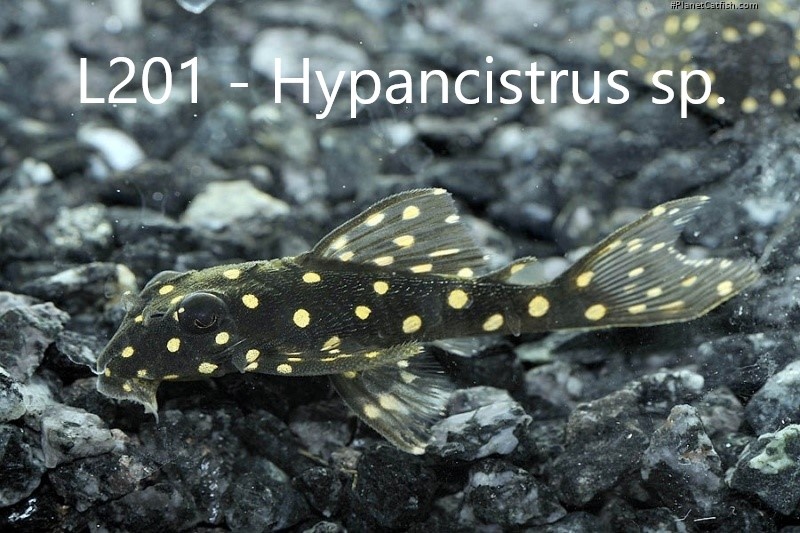 L-sumci, krunýřovci - odchovy - 7