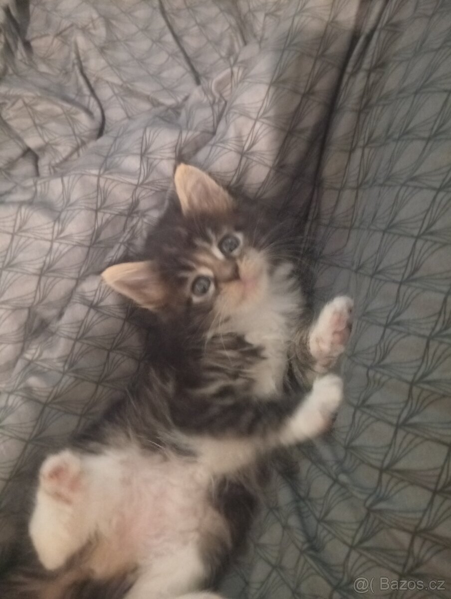 Mainská mývalí koťáta - 7