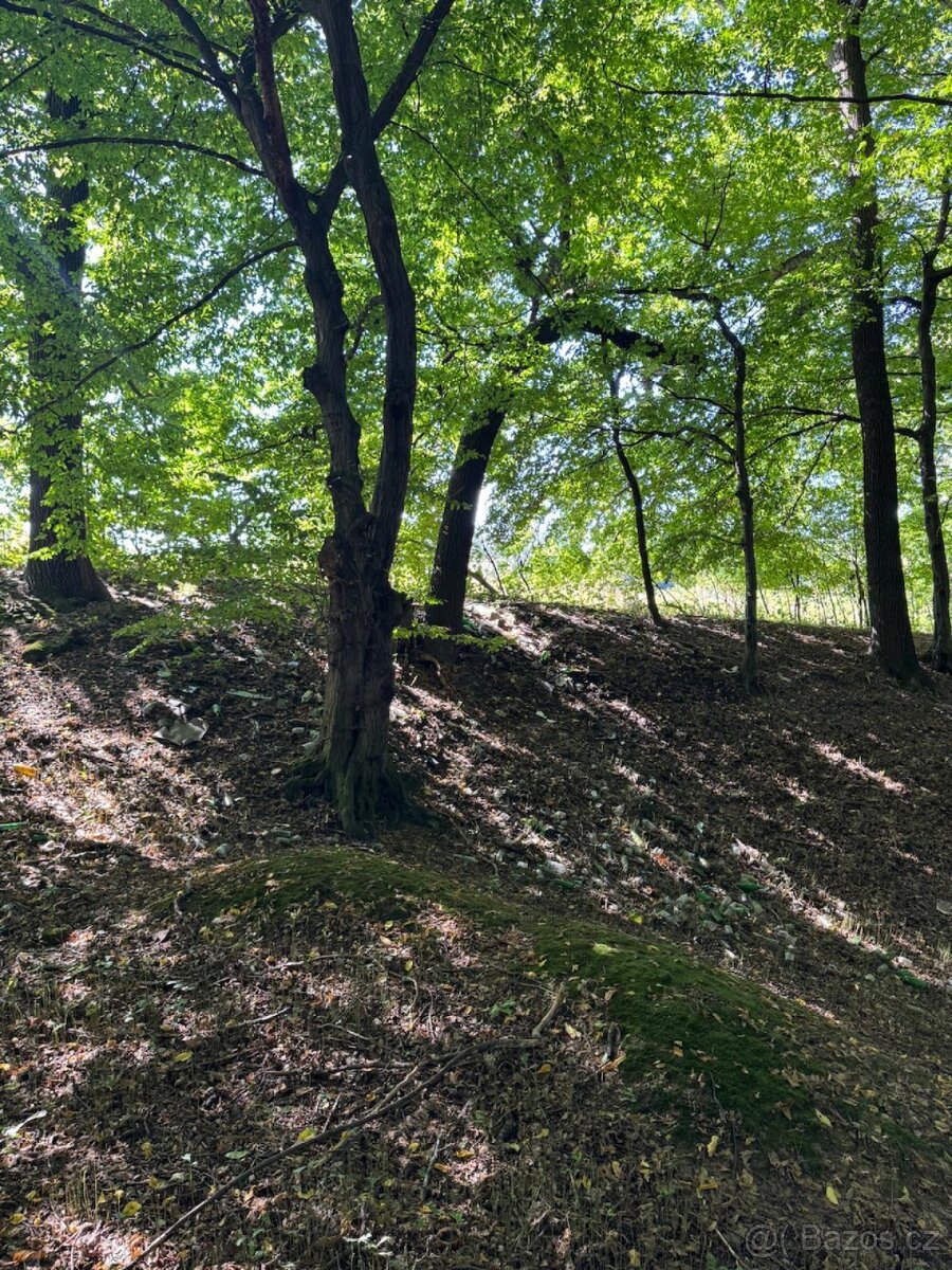 Prodej lesního pozemku v k.ú. Bartovice (2) - 7