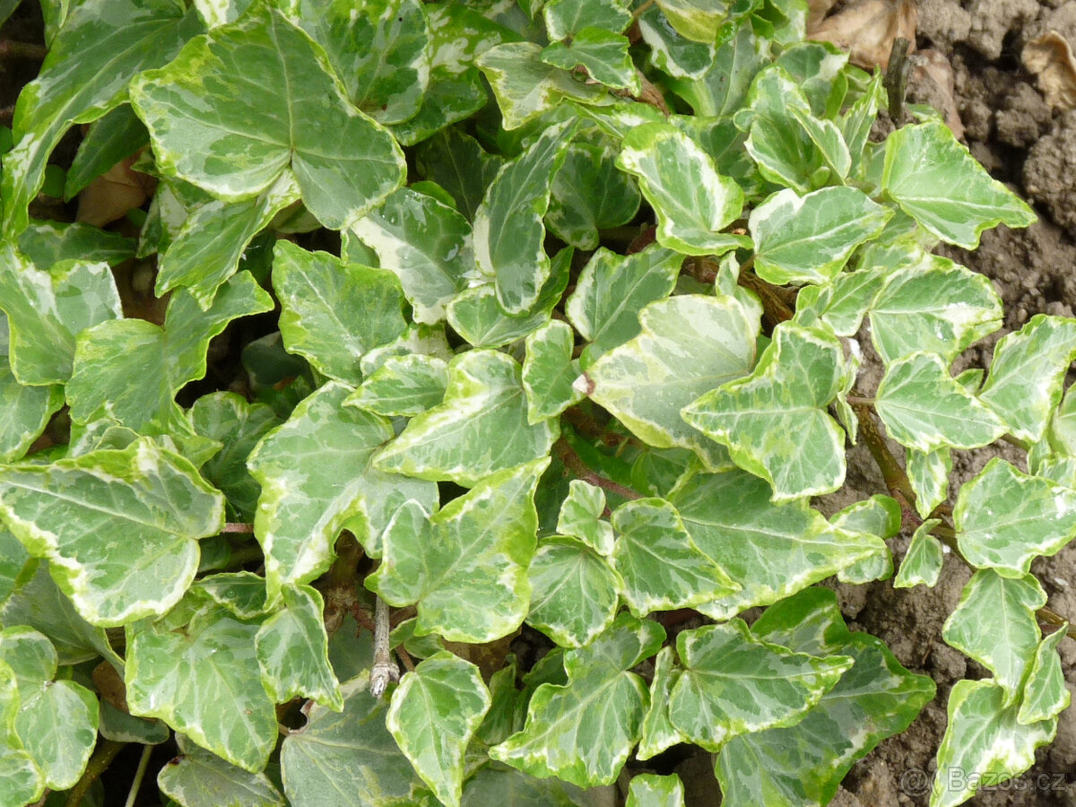 Sazenice 3 druhů břečťanů - 7