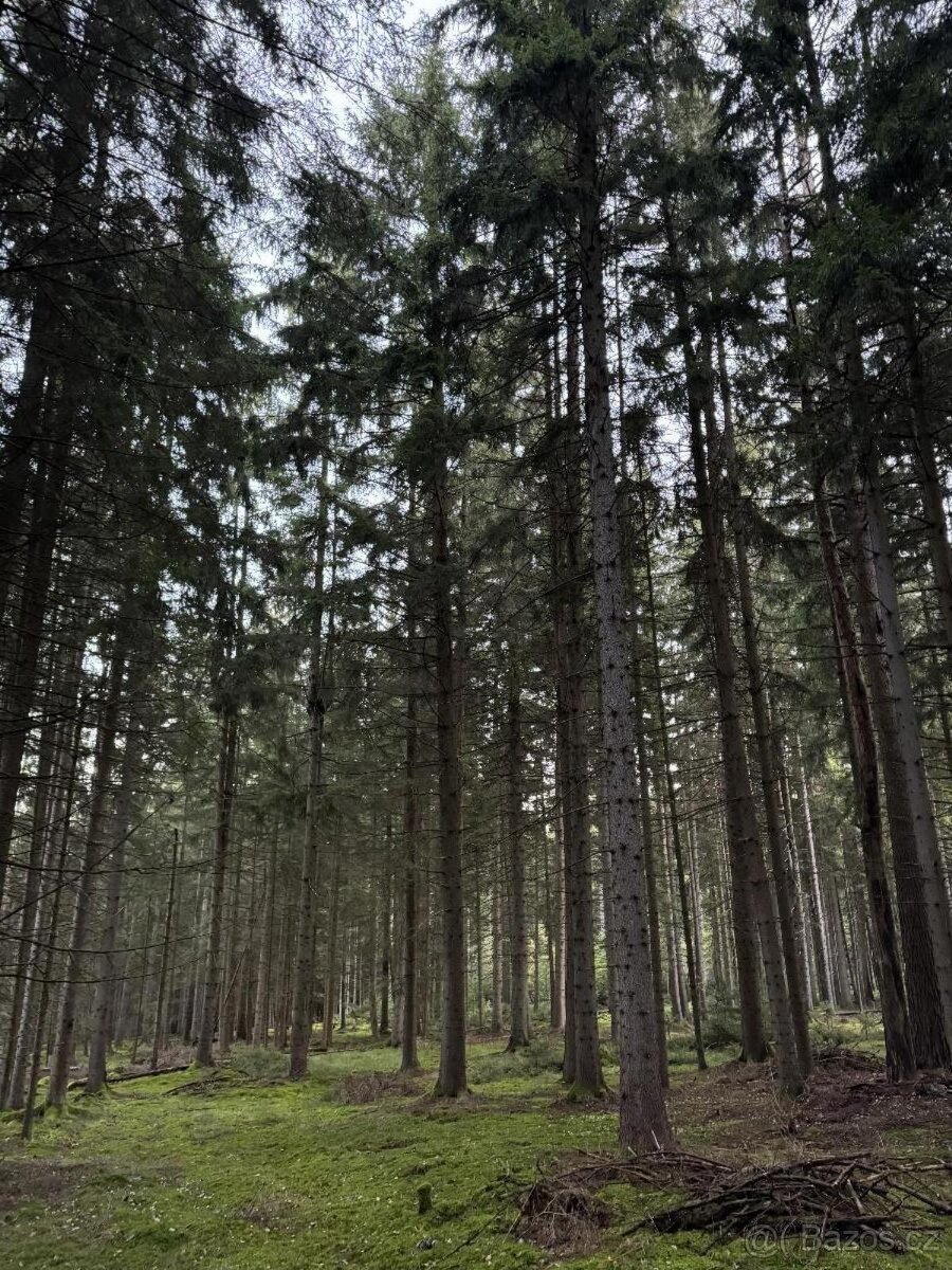 Prodám lesní pozemek v k.ú. Ločenice, p.č. 810 - 7