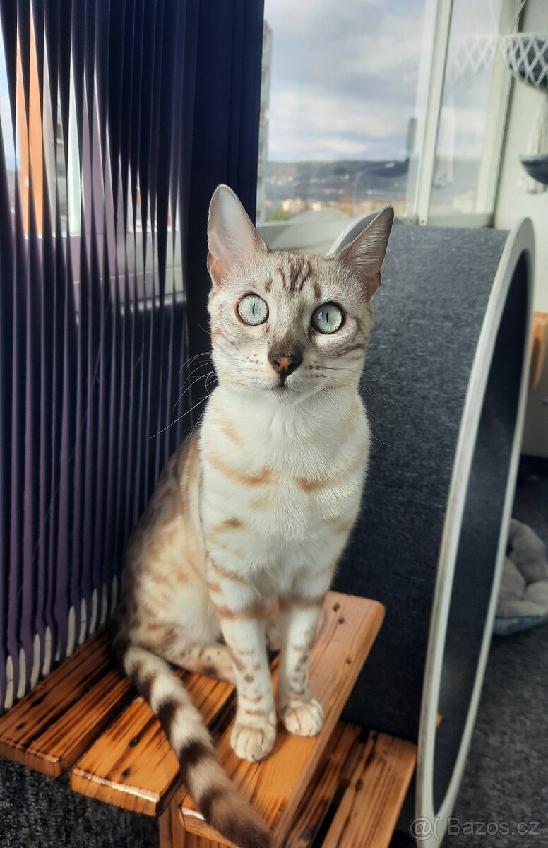 Bengálská kočka, koťata s PP - 7