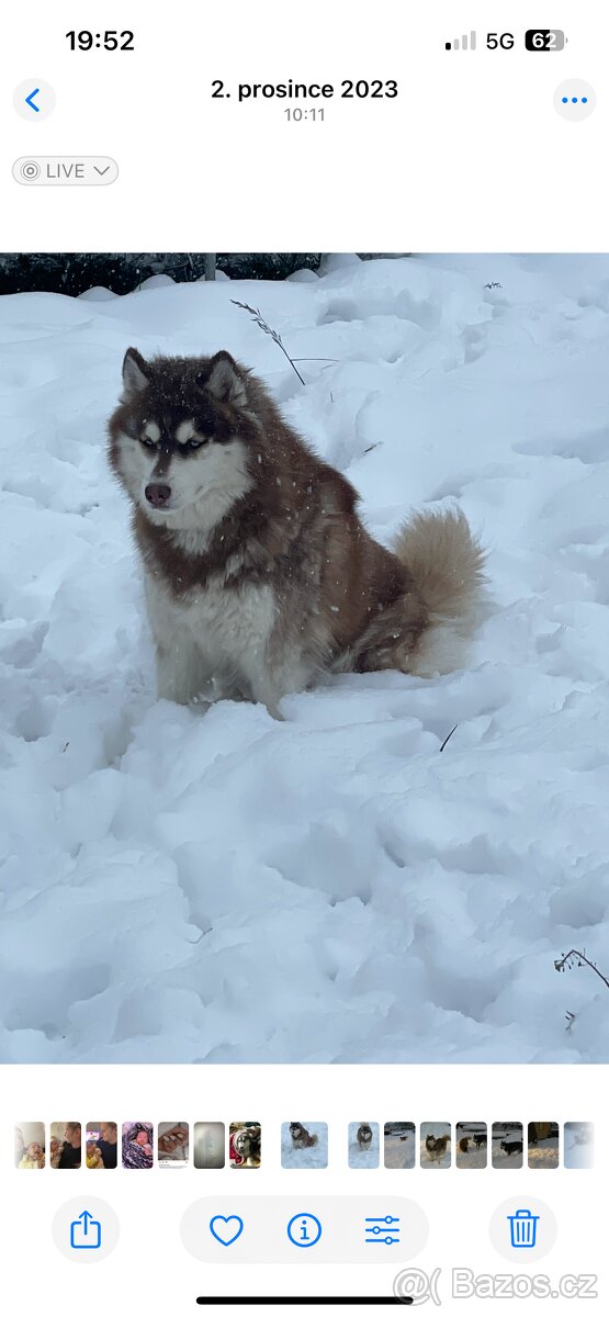 Štěňátka Sibiřský husky - 7