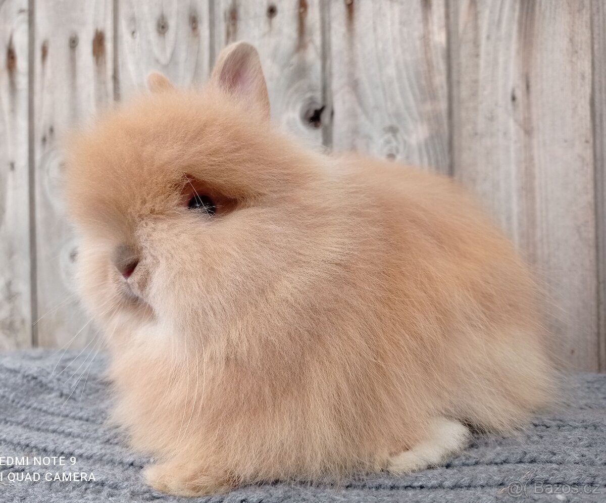 Zakrslý Teddy - mláďátka k rezervaci - 7