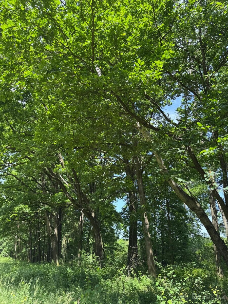 Prodám pozemky v katastrálním území Stará Hlína - 7