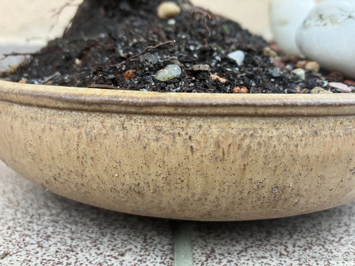 Bonsai, Bonsaj, mochna křovitá - 7