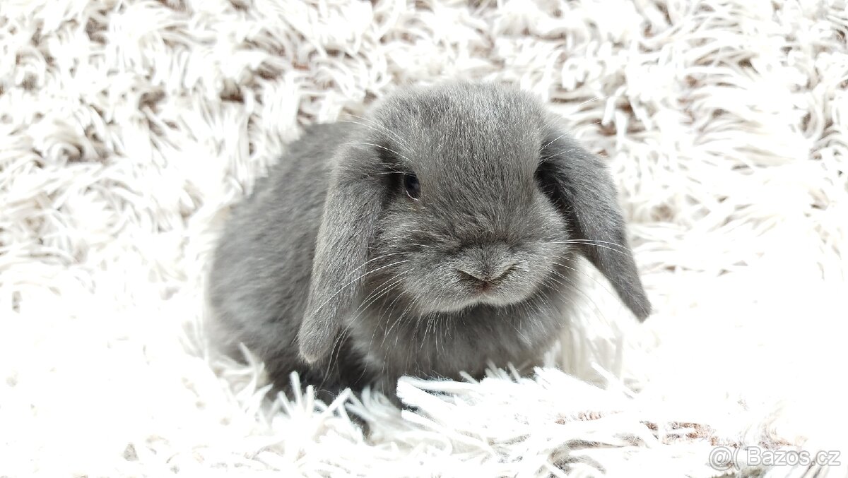 Zakrslý beránek, králíček, králík - KVIDO - 7