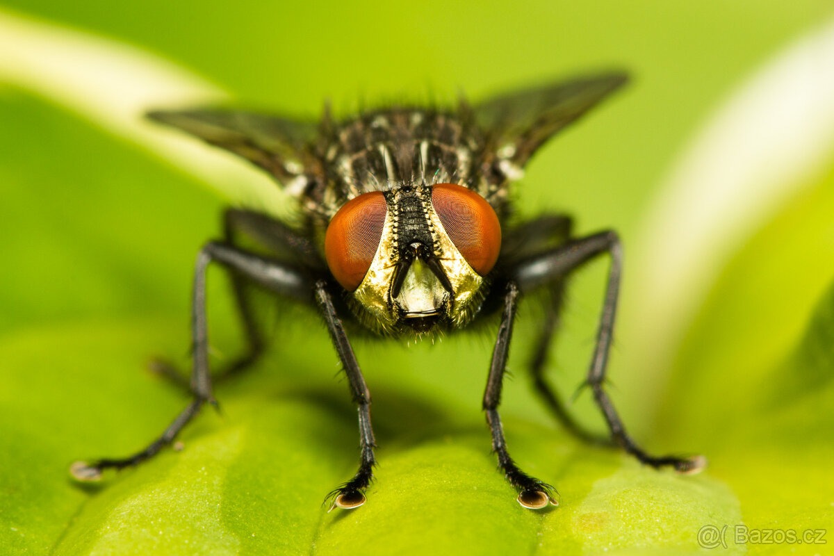 CANON EF 100mm f/2.8 USM makro - 7