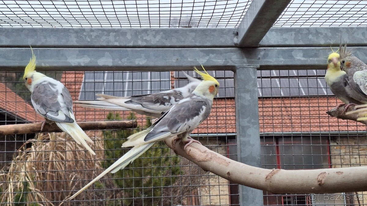 Korely chocholaté - 7