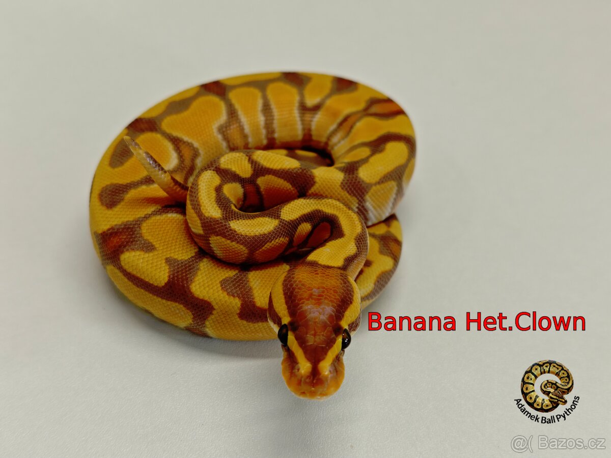 Krajta Královská - 7