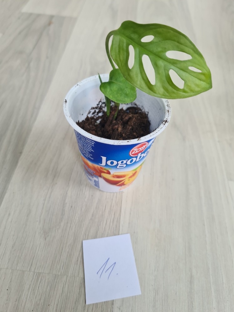 Rostliny, kytky, pokojovky - 7