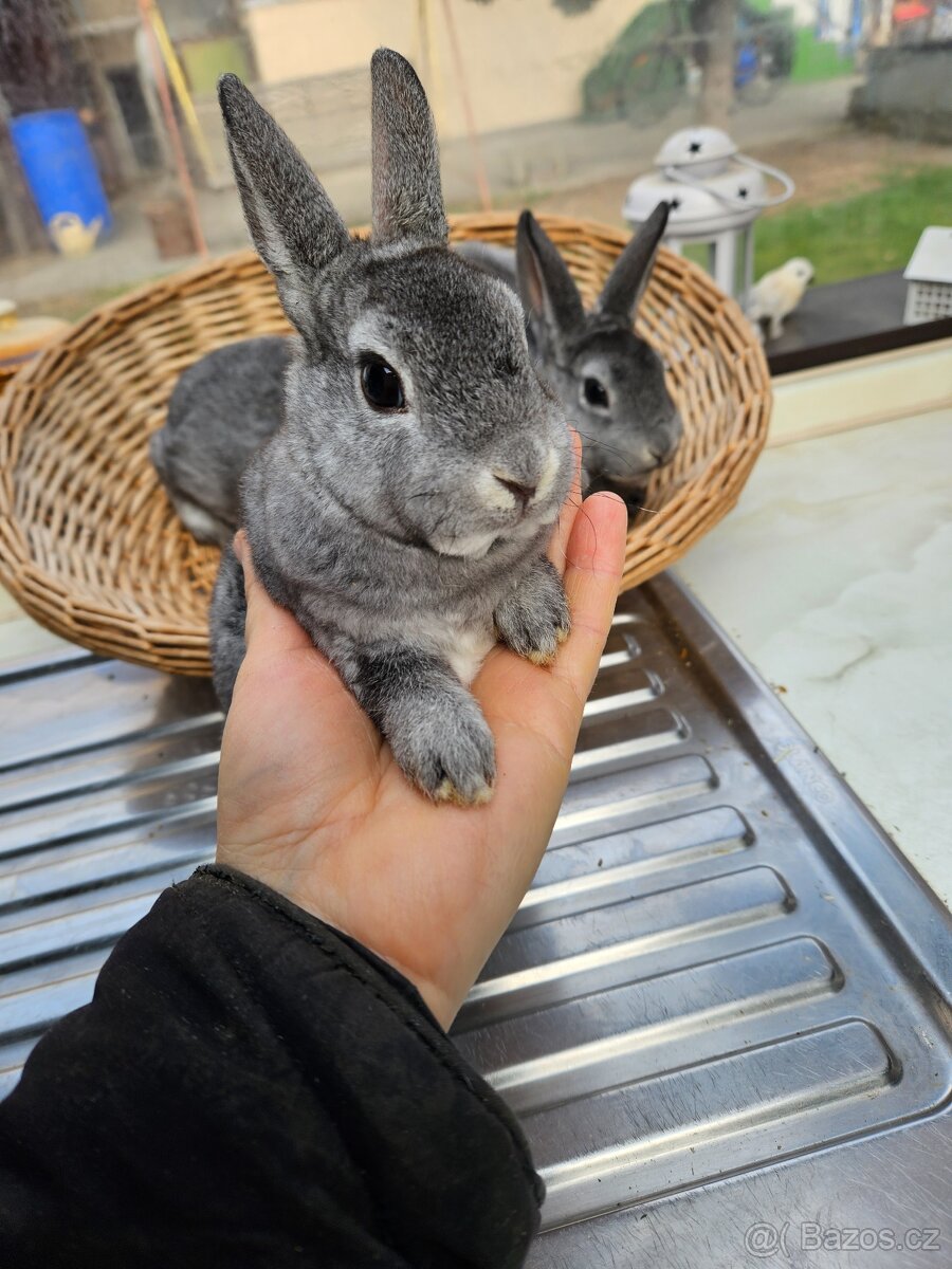 Zakrslý králík - 7