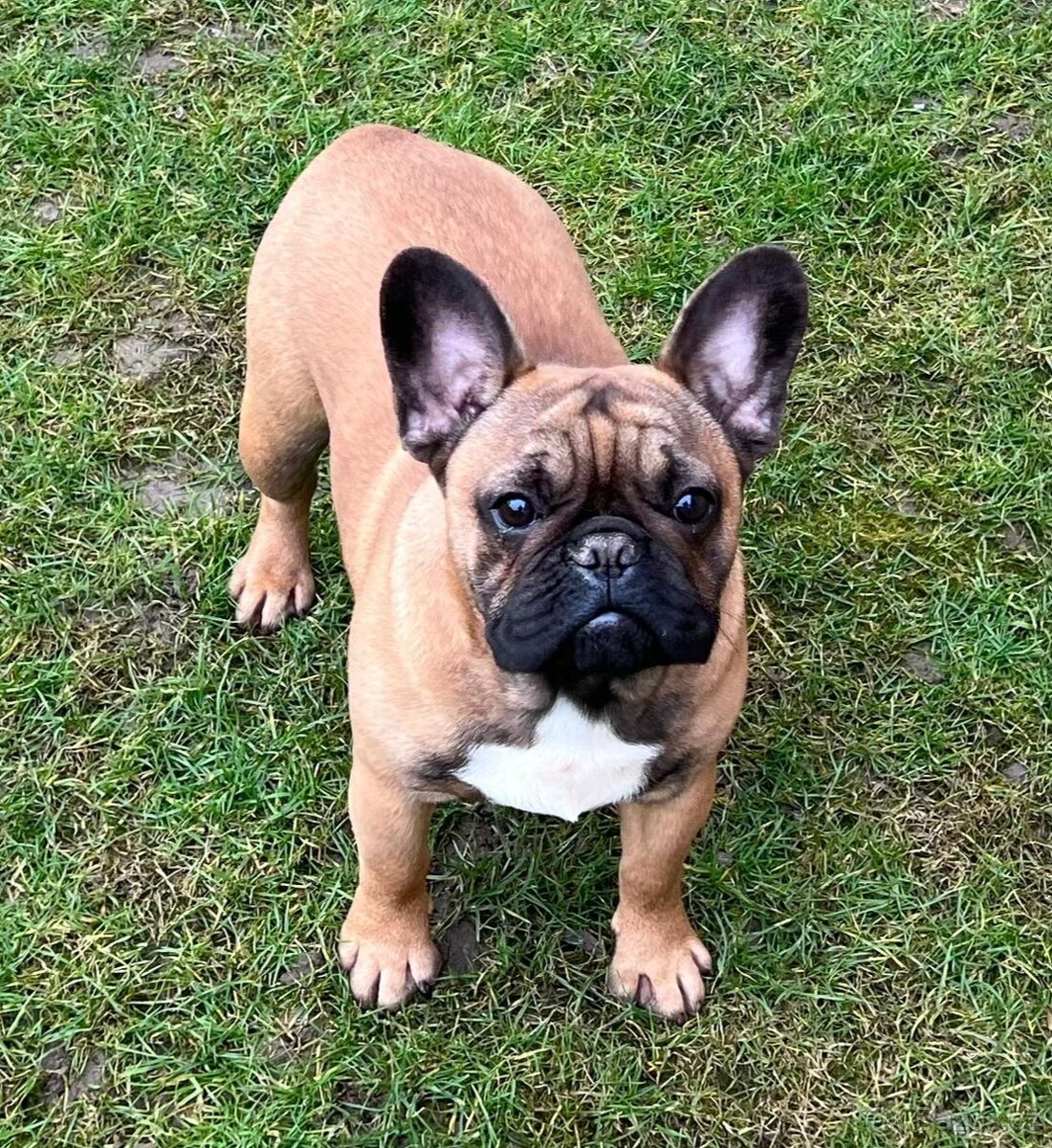 Francouzsky buldoček s PP - psík - 7