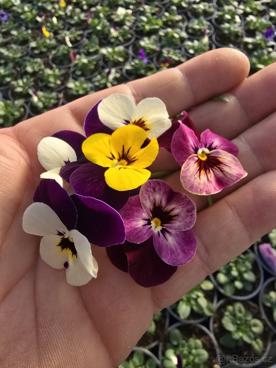 🌸 SAZENICE JARNÍCH KVĚTIN 🌸 - 7