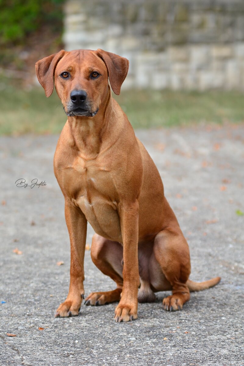 Krytí- chovný pes-Rhodeský ridgeback FCI - 7