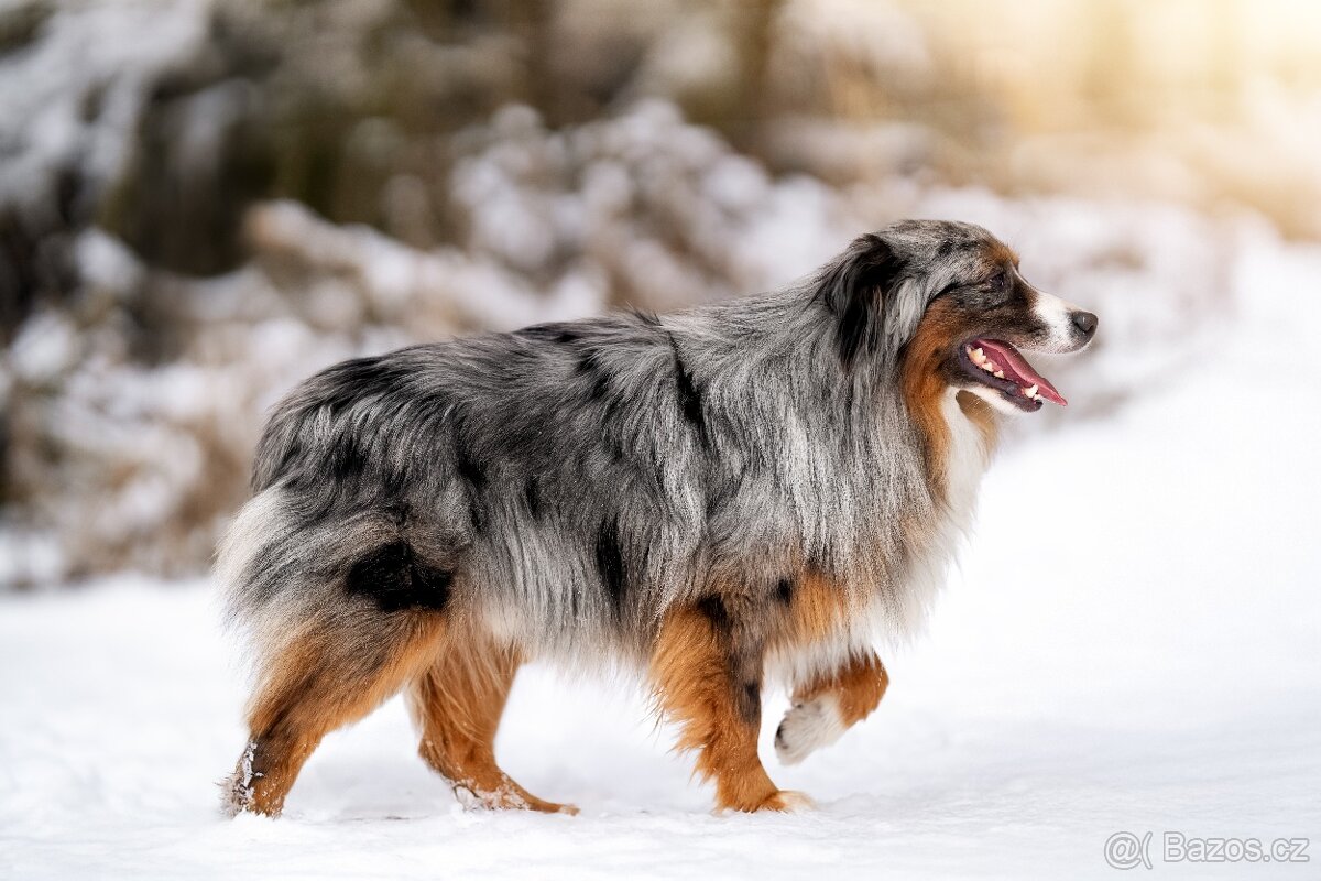 Miniaturní americký ovčák - 7