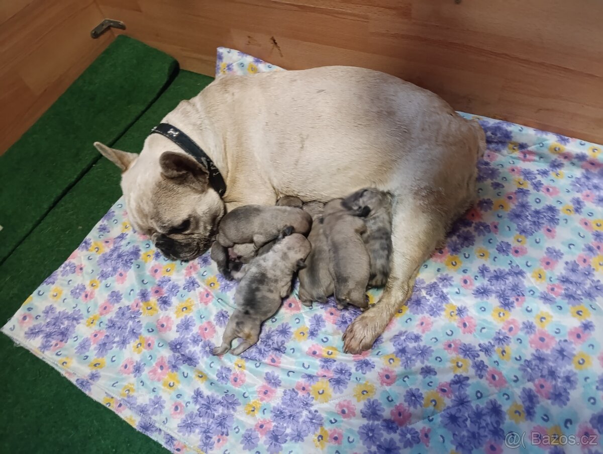 Francouzský buldoček - 7