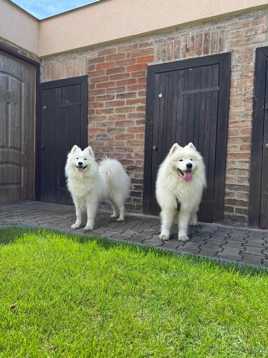 Samojed – Poslední štěně (s PP) - 7