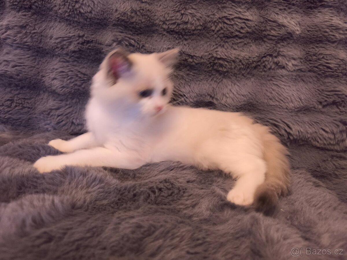 Ragdoll kocourci - 7
