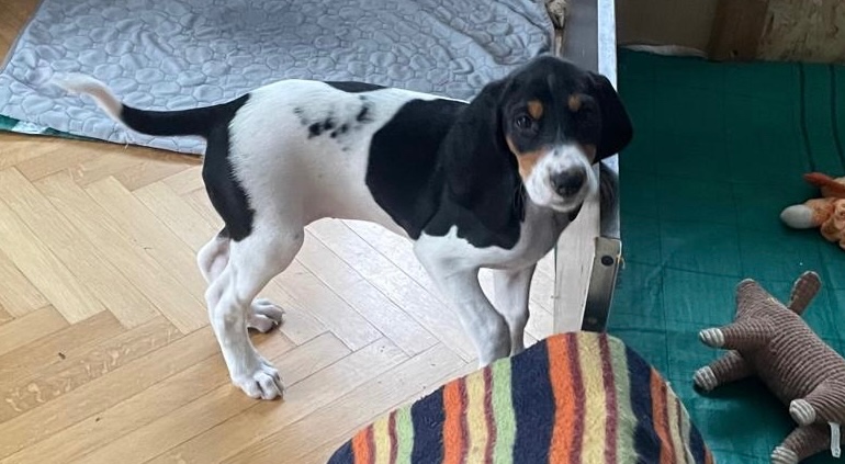 Štěně s PP ihned k odběru - 7